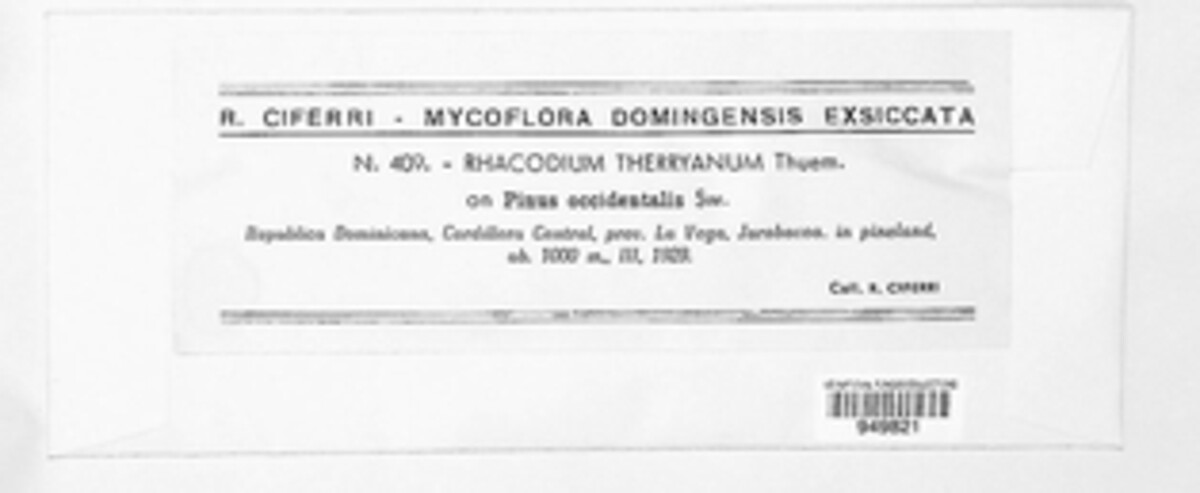 Chaetothyriales image